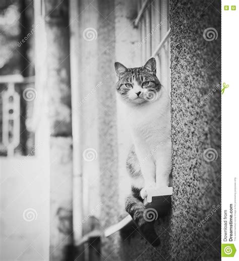 Cat Sitting On A Window Sill Stock Photo Image Of Lying People 71851174