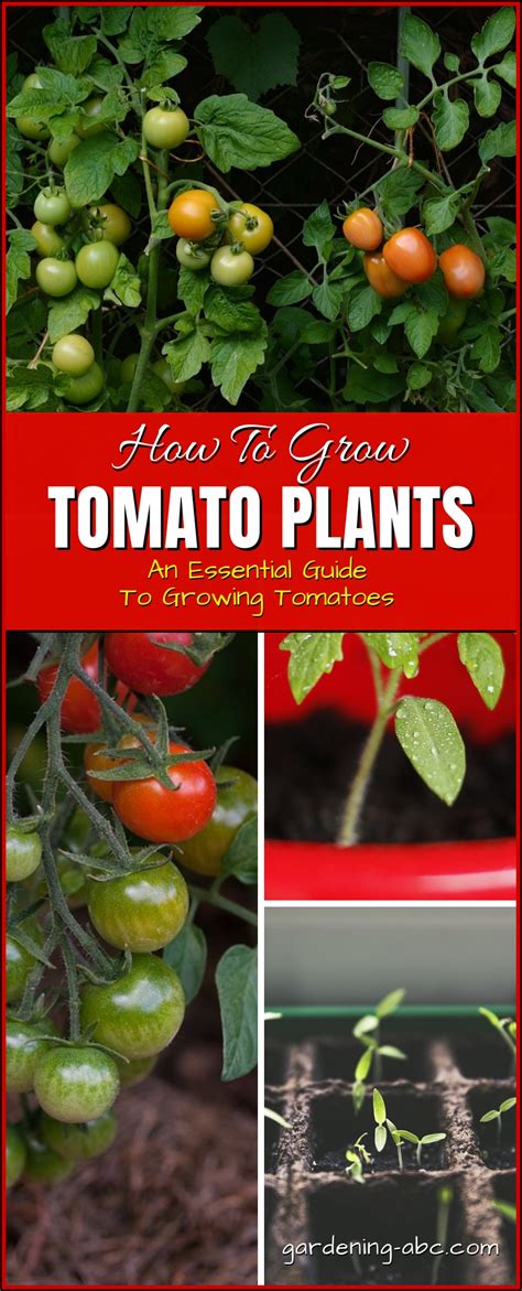 How To Grow Tomato Plants An Essential Guide To Growing Tomatoes