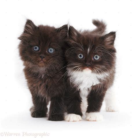 Two Cute Fluffy Kittens Photo Wp09346