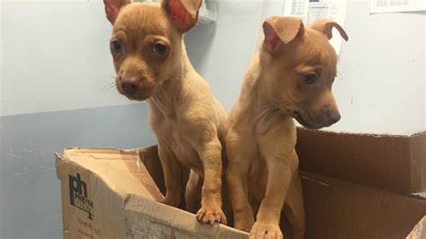 Click here to connect with an adoption professional. Abandoned Chihuahua puppies up for adoption from PAWS ...