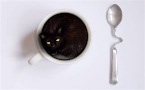 Coffee Cup Cat Hd Wallpaper