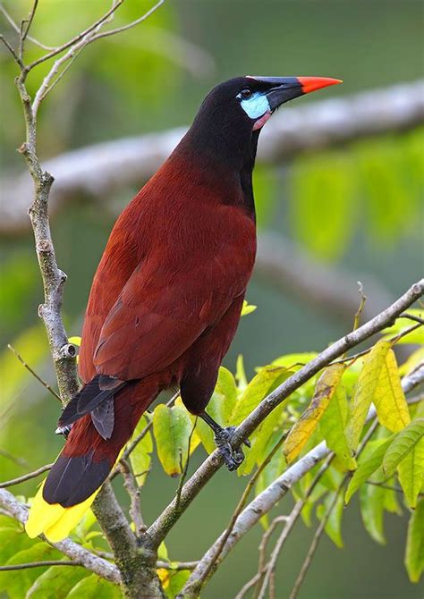 Montezuma Oropendola Costa Rica Aves De Compañía Aves Raras