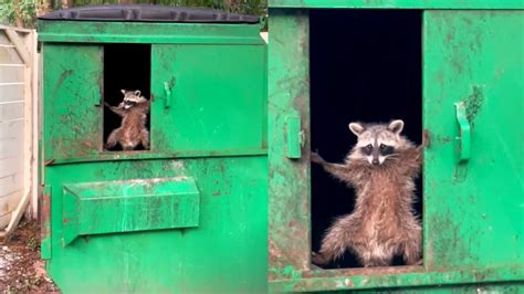 Raccoon Living In A Dumpster Youtube