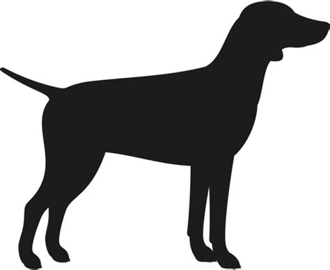 Labrador Retriever Flat-coated Retriever Dog Breed - Dog ...