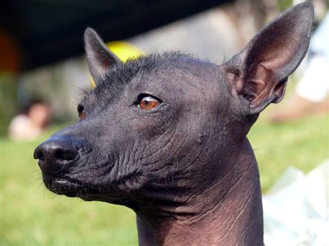 ¿conoces La Historia Del Adorable Perro Peruano Sin Pelo