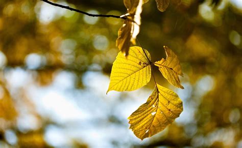 Photography Nature Plants Leaves Fall Macro Wallpapers Hd