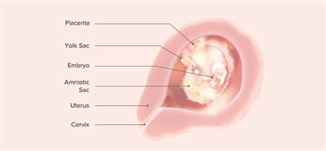 Maybe you would like to learn more about one of these? 6 Weeks Pregnant - Pregnancy Symptoms & Baby Growth ...