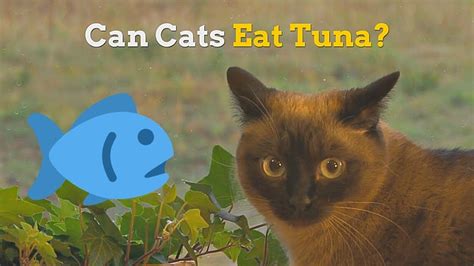 Can Cats Eat Tuna How Healthy Is This Fish For Your Kitten Youtube