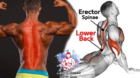 Exercise Bodyweight Erector Spinae Strong Lower Back Workout At Home