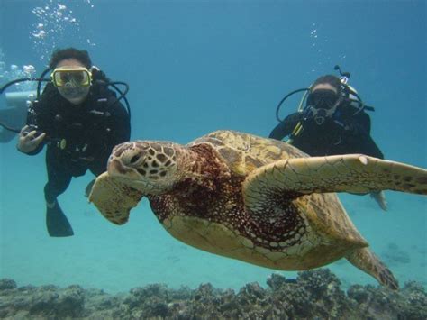 Scuba Diving La Aloa Bay Kailua Kona Hawaii Usa