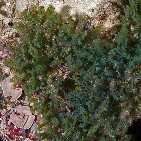 Sustainable Seaweed Farming In Solomon Islands Kslof