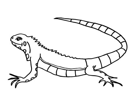 Iguana Coloring Pages To Download And Print For Free