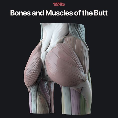 Artstation Bones And Muscles Of The Butt