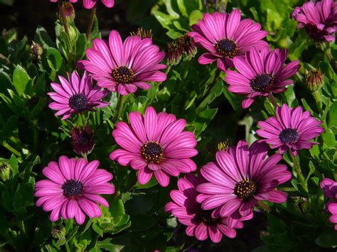 Check spelling or type a new query. Free Images : flower, purple, petal, summer, color ...