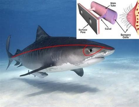 First Hybrid Shark Found