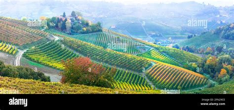 Rural Scenery Golden Vineyards And Picturesque Villages Of Piedmont