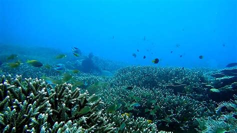Underwater View of Marine Life · Free Stock Photo