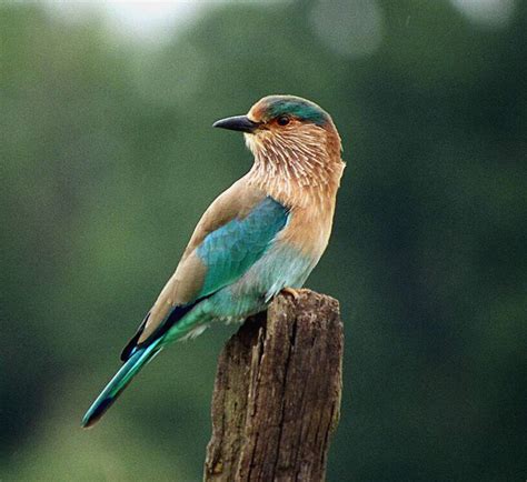 The Indian Roller Coracias Benghalensis Is Best Known For Aerobatic