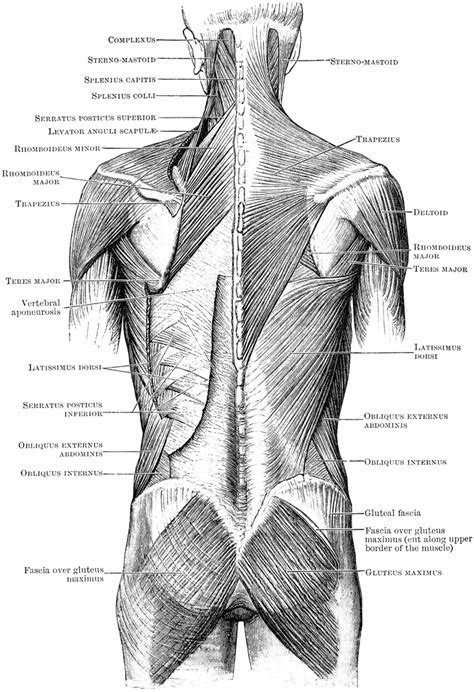 The muscular system is responsible for the movement of the human body. Superficial Muscles of the Back | ClipArt ETC