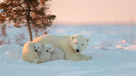 Polar Bears With Cubs Hd Wallpapers Hd Wallpapers Id