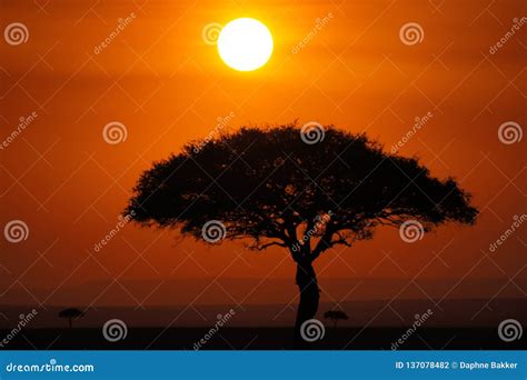 Beautiful African Sunset With Orange And Red Sky Stock Photo Image Of