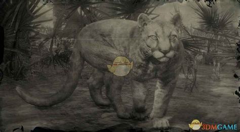 [最新]《荒野大镖客2》佛罗里达山狮图鉴一览 手机游戏网