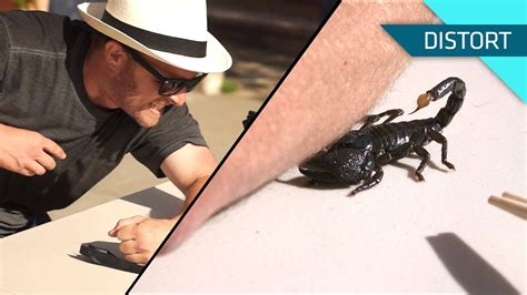Scorpions pure instinct you and i. Getting Stung by a Scorpion. In Slow Motion! - YouTube