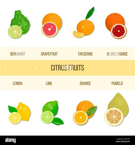Collection Of Realistic Citrus Bergamot Lemon Grapefruit Lime