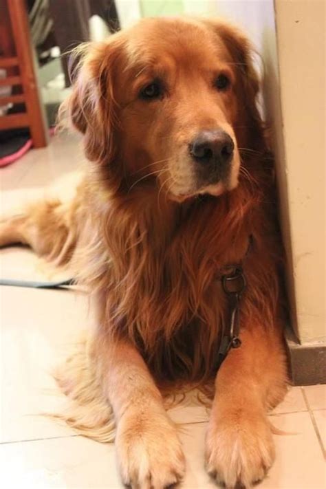 The red golden retriever is a purebred golden retriever, however, their dark red coat isn't an accepted color under their breed standards. Best 25+ Golden red ideas on Pinterest | Dal recipe red ...