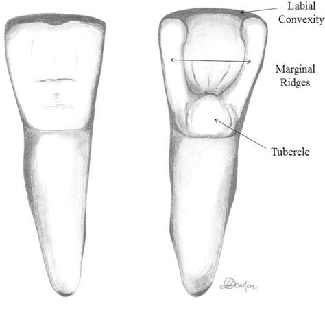 Figure 22 From Shovel Shaped Incisors And The Morphology Of The Enamel
