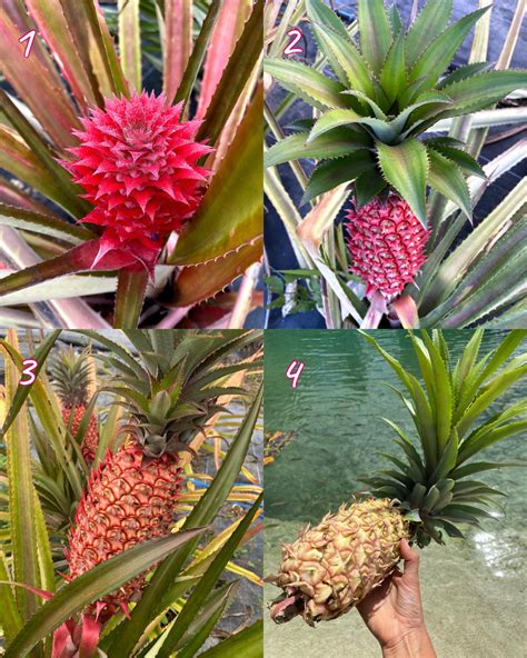 Red Pineapple Plant Miami Fruit