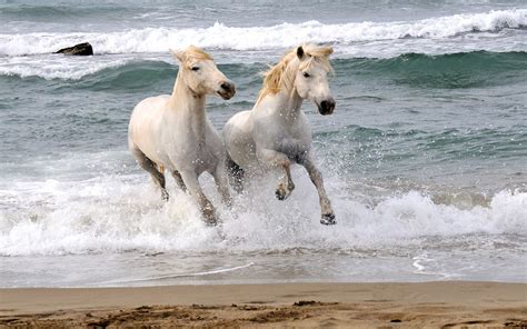 Horses White Sand Beach Galloping In Waves Hd Desktop Wallpaper