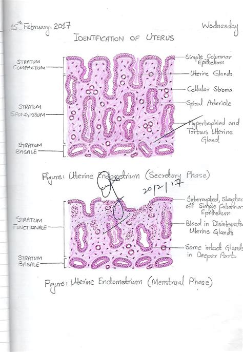 2nd Year Histology Diagrams