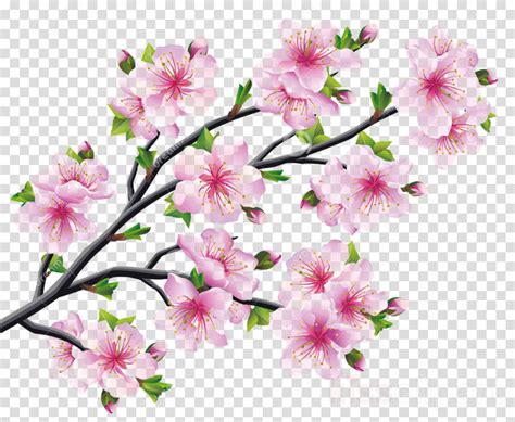 Cherry Blossom Drawings Clipart 10 Free Cliparts Download Images On