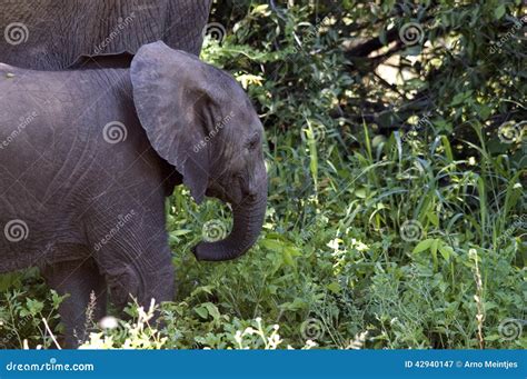 African Bush Elephant Baby Loxodonta Africana Stock Image Image Of