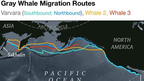 Beeindruckt Sein Täglich Früh Gray Whale Migration Route Im Großen