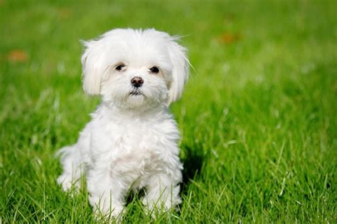 15 Cute And Small Dog Breeds Around The World