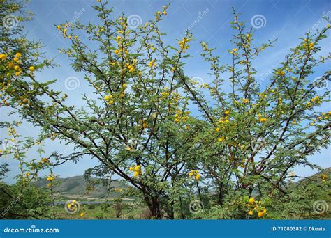 Sweet Thorn Acacia Karroo Stock Photo Image Of Violet 71080382