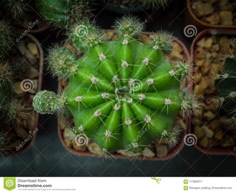 Top View Shot On Blooming Round Shaped Cactus Stock Image Image Of