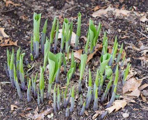 Dividing Perennial Plants How And When To Divide And Transplant