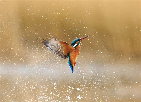 Water Drops Squirt Bird Kingfisher Alcedo Atthis Common