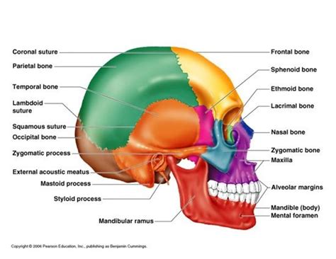 Dentaltown Where The Dental Community Lives® Anatomy Bones Facial