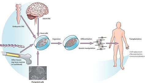 Emerging Concepts In Neural Stem Cell Research Autologous Repair And