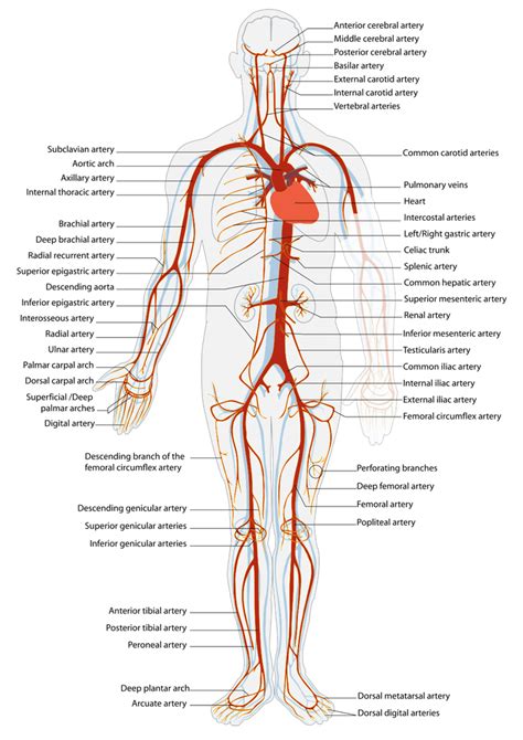 What Is An Artery