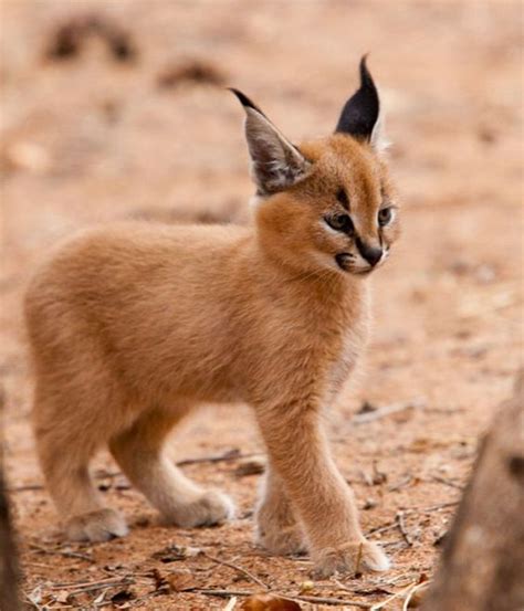 15 Interesting Facts About Caracals Petpress
