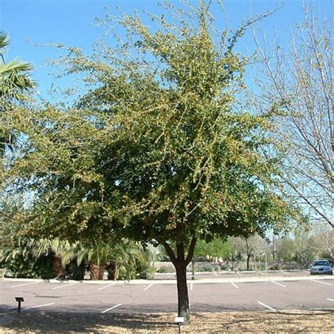 Live oak trees shed their leaves every year in the spring which are quickly followed by new leaves giving them an evergreen appearance. Southern Live Oak Tree