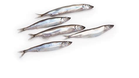 Capelin Mallotus Villosus Seafood From Canada