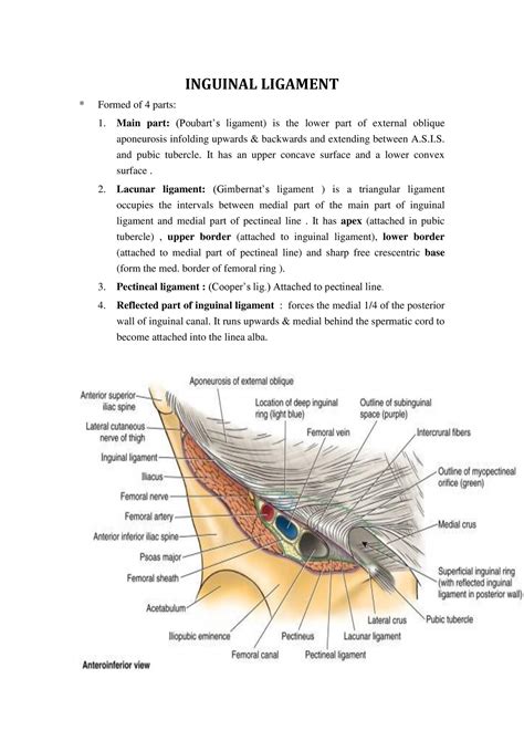 A female patient presents with an external bulge on the proximal end of the thigh, specifically at the middle of the thigh's anterior surface. Anatomy Of Inguinal Canal