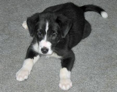 Australian shepherd/border collie pic hide this posting restore restore this posting. Sadie Grace the Border Collie Mix | Dogs and Puppies ...