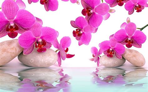 Reflection Water Flowers Orchids Hd Wallpaper Peakpx